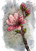 Load image into Gallery viewer, Cherry Blossom - Illustration
